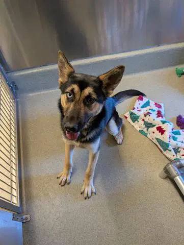 Harriet - German Shepherd Dog