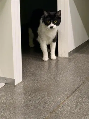 Bubbles - Domestic Short Hair