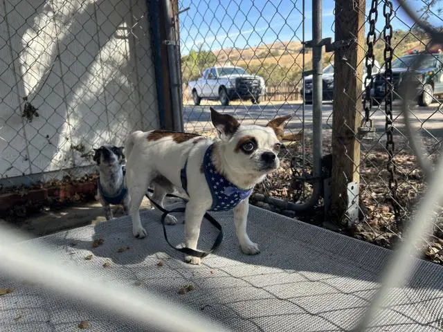 Poncho - Chihuahua