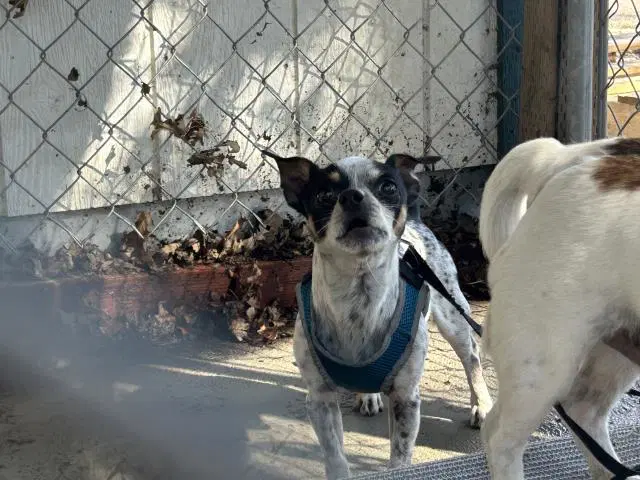 Lefty - Chihuahua