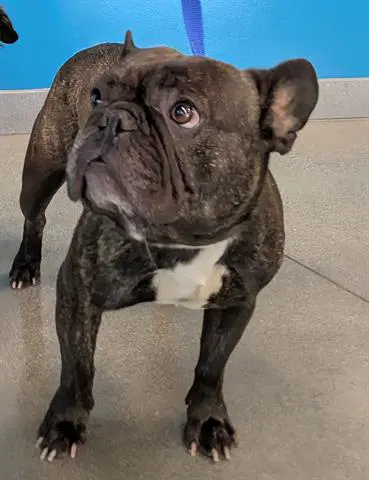 Mindy - French Bulldog