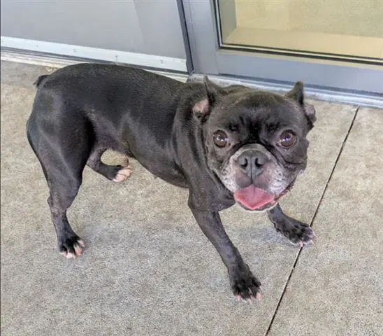 Gertrude - French Bulldog
