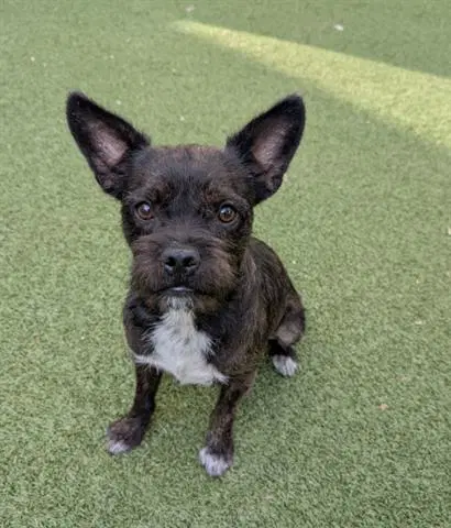 Kevin - French Bulldog