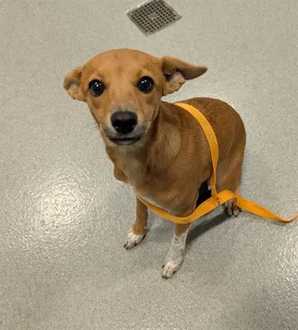 Carmen - Terrier