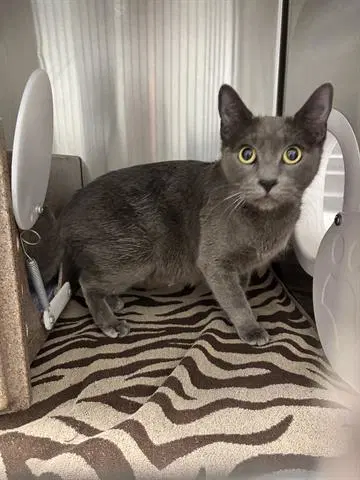 Violet - Domestic Short Hair