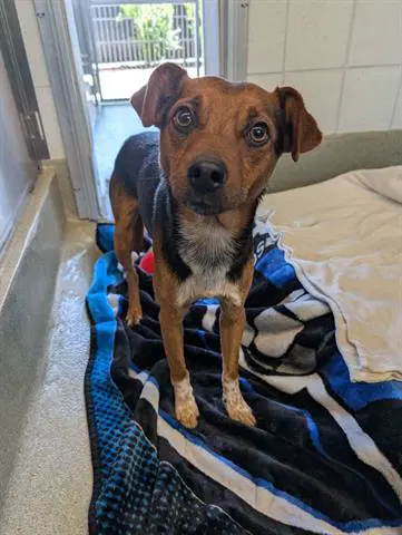 Joey - Terrier
