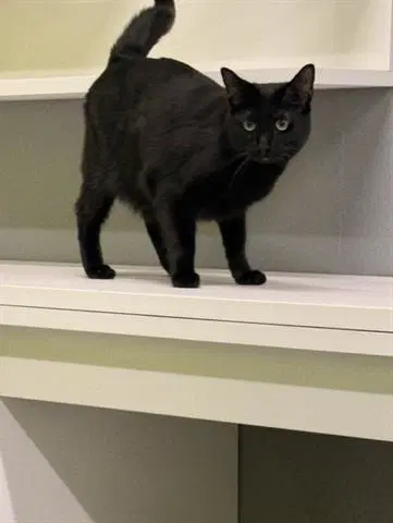 Beau - Domestic Short Hair