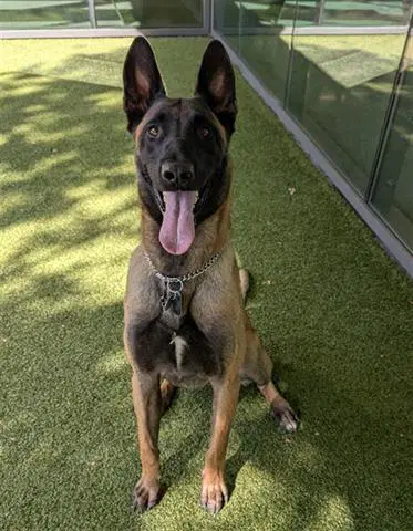 Enzo - Belgian Shepherd Malinois
