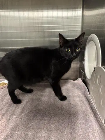 Sophia - Domestic Short Hair