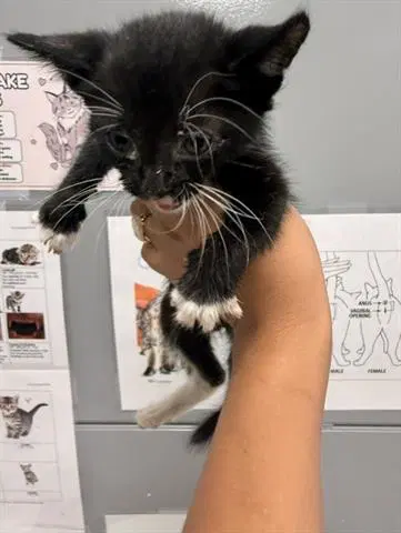 Chandler - Domestic Short Hair