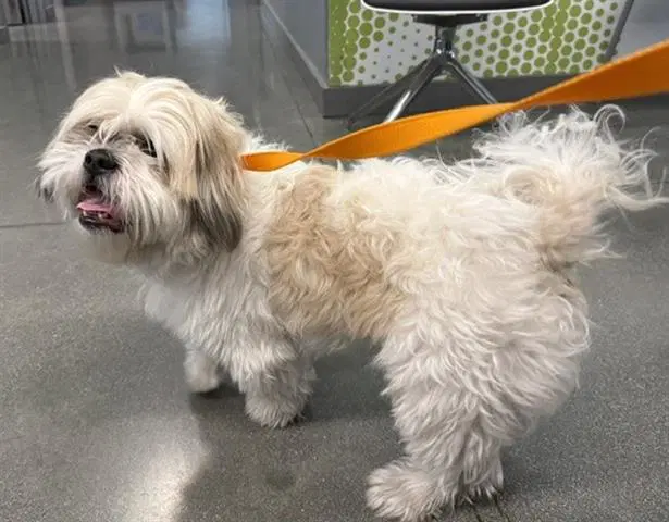 Bentley - Shih Tzu