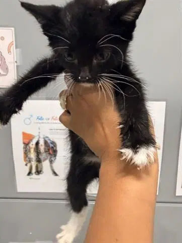 Gilbert Green - Domestic Short Hair