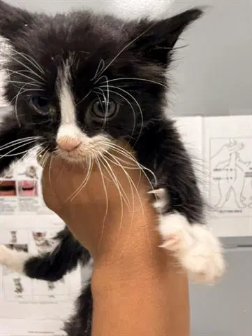 Jerome Pink - Domestic Medium Hair