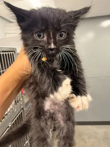 Prescott White - Domestic Medium Hair