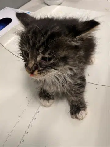 Phoenix - Domestic Short Hair