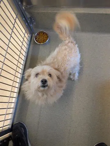 Carmen - Maltese