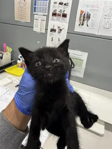 Kane - Domestic Short Hair