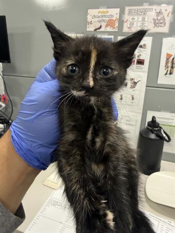 Olivia