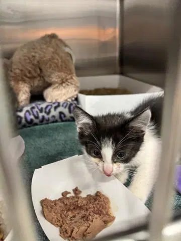 Riley - Domestic Short Hair
