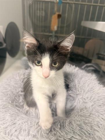 RILEY, a cat for adoption from Santa Clara County Animal Care & Control