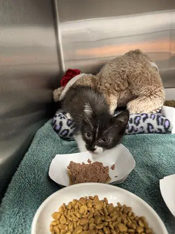 Ella - Domestic Short Hair