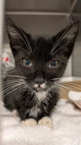 Kermit - Domestic Short Hair