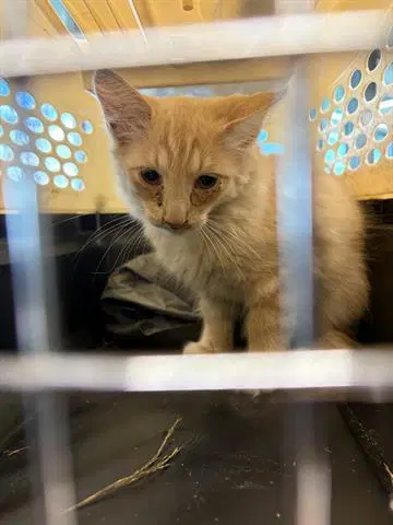 Zeus - Domestic Long Hair
