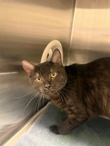 Artemis - Domestic Short Hair