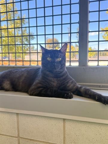 ARTEMIS