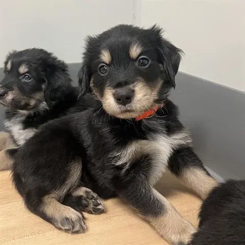 Unknown - Golden Retriever