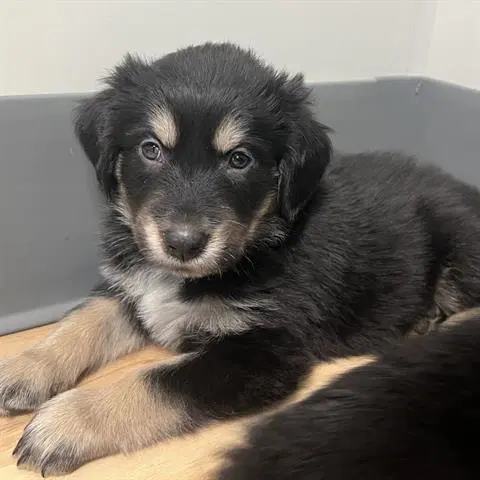 Unknown - Golden Retriever