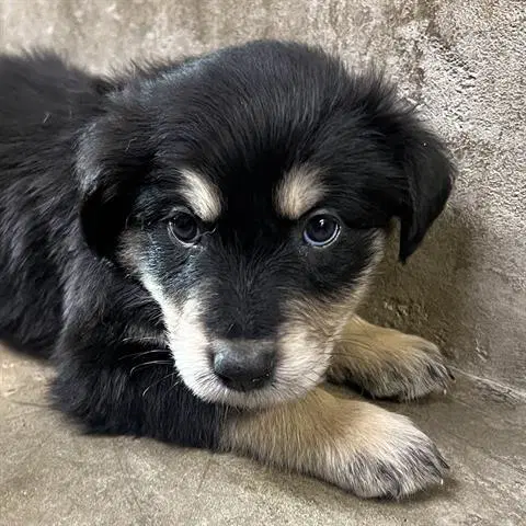 Unknown - Golden Retriever