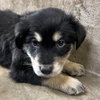 A139347 — San Martin, CA Adoption