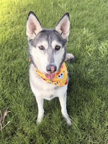 ZOEY, a dog for adoption from Santa Clara County Animal Care & Control