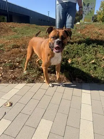 Eugene - Boxer
