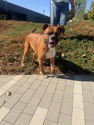 EUGENE, a dog for adoption from Santa Clara County Animal Care & Control