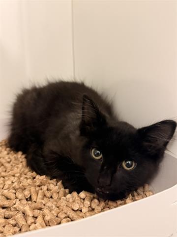 PERSEUS, a cat for adoption from Santa Clara County Animal Care & Control