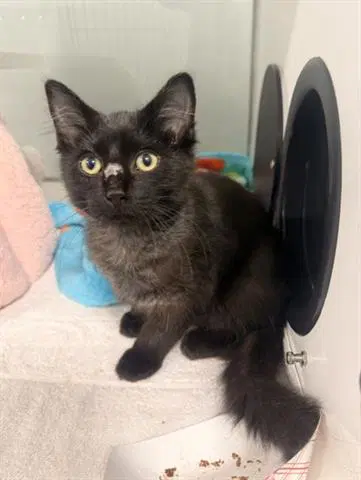 Perseus - Domestic Short Hair