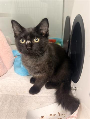 Perseus