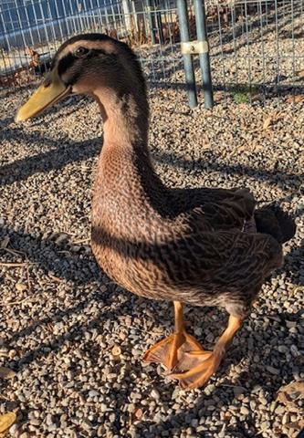 SVEN, a poultry for adoption from Santa Clara County Animal Care & Control