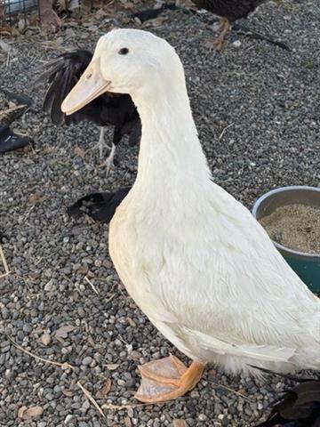 DARLIN, a poultry for adoption from Santa Clara County Animal Care & Control