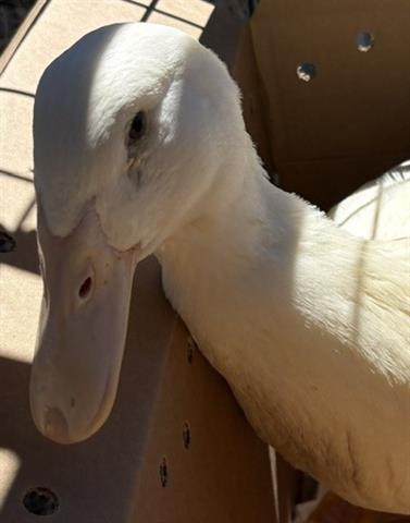 DANNY, a poultry for adoption from Santa Clara County Animal Care & Control