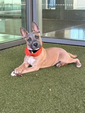 APOLLO, a dog for adoption from Santa Clara County Animal Care & Control