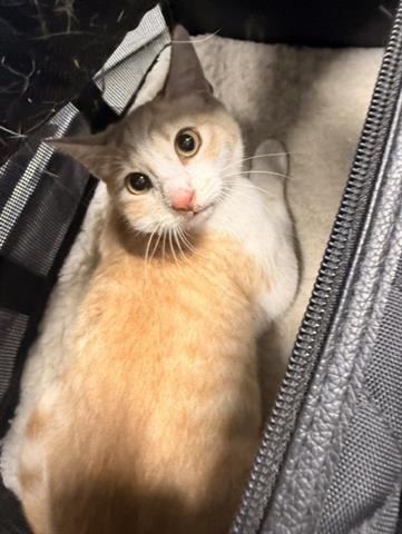 TWIGGY, a cat for adoption from Santa Clara County Animal Care & Control