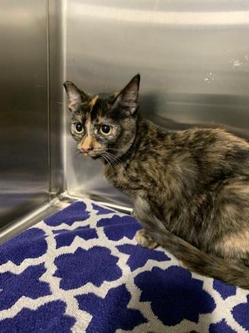 AUTUMN, a cat for adoption from Santa Clara County Animal Care & Control