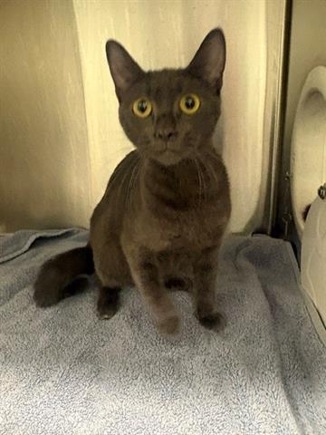 APHRODITE, a cat for adoption from Santa Clara County Animal Care & Control