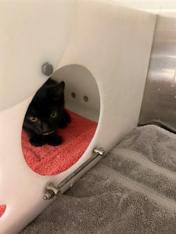 BEETLEJUICE, a cat for adoption from Santa Clara County Animal Care & Control
