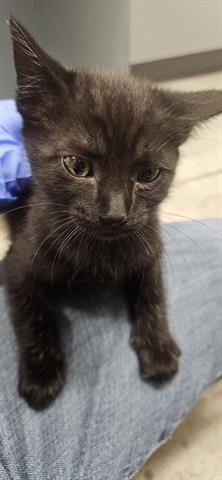 MITZY, a cat for adoption from Santa Clara County Animal Care & Control