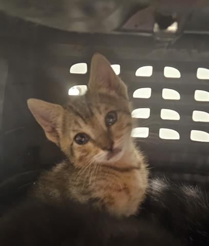 Duncan, Domestic Short Hair