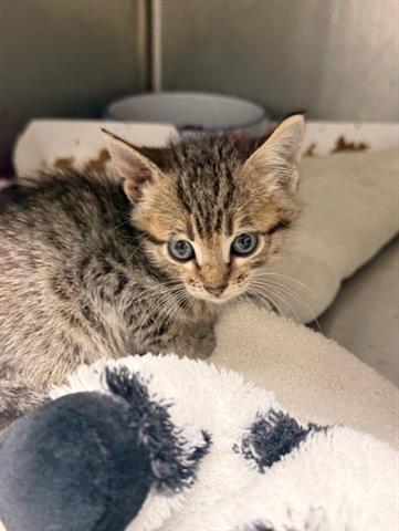 Czar, Domestic Short Hair